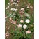Photo Courtesy of Bailey Nurseries Inc.