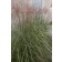 Photo Courtesy of Bailey Nurseries Inc.