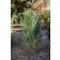 Photo Courtesy of Bailey Nurseries Inc.