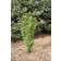 Photo Courtesy of Bailey Nurseries Inc.