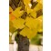 Photo Courtesy of Bailey Nurseries Inc.