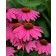 Photo Courtesy of Ball Horticultural Company