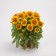 Photo Courtesy of Ball Horticultural Company