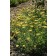 Photo Courtesy of Ball Horticultural Company