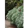 Photo Courtesy of Ball Horticultural Company