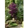 Photo Courtesy of Ball Horticultural Company