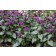 Photo Courtesy of Ball Horticultural Company