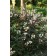 Photo Courtesy of Ball Horticultural Company