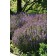 Photo Courtesy of Ball Horticultural Company