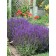 Photo Courtesy of Ball Horticultural Company