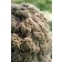 Photo Courtesy of Ball Horticultural Company