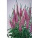 Photo Courtesy of Ball Horticultural Company