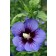 Photo Courtesy of Bailey Nurseries Inc.