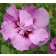 Photo Courtesy of Bailey Nurseries