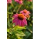 Photo Courtesy of Ball Horticultural Company