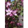Photo Courtesy of Bailey Nurseries Inc.