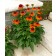 Photo Courtesy of Ball Horticultural Company