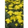 Photo Courtesy of Ball Horticultural Company