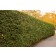 Photo Courtesy of Bailey Nurseries Inc.
