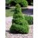 Photo Courtesy of Bailey Nurseries Inc.