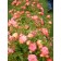 Photo Courtesy of Bailey Nurseries Inc.