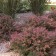 Photo Courtesy of Bailey Nurseries Inc.