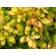 Photo Courtesy of Bailey Nurseries Inc.