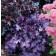 Photo Courtesy of TERRA NOVA® Nurseries, Inc.