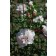 Photo Courtesy of Bailey Nurseries Inc.