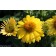 Photo Courtesy of Ball Horticultural Company