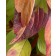 Photo Courtesy of Bailey Nurseries Inc.