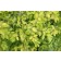 Photo Courtesy of Bailey Nurseries Inc.