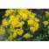 Photo Courtesy of Plants Nouveau 