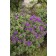 Photo Courtesy of Bailey Nurseries Inc.