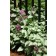 Photo Courtesy of Ball Horticultural Company
