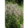 Photo Courtesy of Ball Horticultural Company