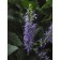 Photo Courtesy of Ball Horticultural Company