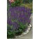Photo Courtesy of Ball Horticultural Company