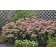 Photo Courtesy of Ball Horticultural Company