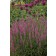 Photo Courtesy of Ball Horticultural Company