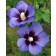 Photo Courtesy of Bailey Nurseries Inc.
