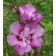 Photo Courtesy of Bailey Nurseries