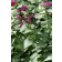Photo Courtesy of Ball Horticultural Company