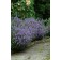 Photo Courtesy of Ball Horticultural Company
