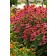 Photo Courtesy of Ball Horticultural Company