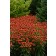 Photo Courtesy of Ball Horticultural Company