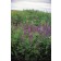 Photo Courtesy of Ball Horticultural Company