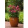Photo Courtesy of Ball Horticultural Company