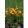 Photo Courtesy of Ball Horticultural Company
