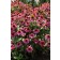 Photo Courtesy of Ball Horticultural Company